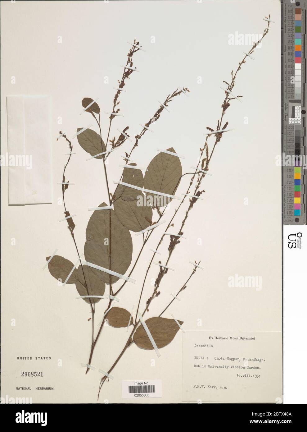 DESMODIUM sp. 29 Dec 20171 Foto Stock
