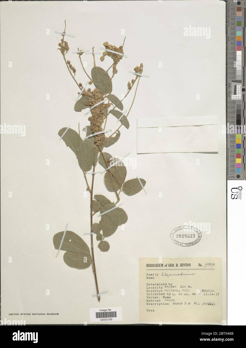 DESMODIUM sp. 3 Jan 20181 Foto Stock
