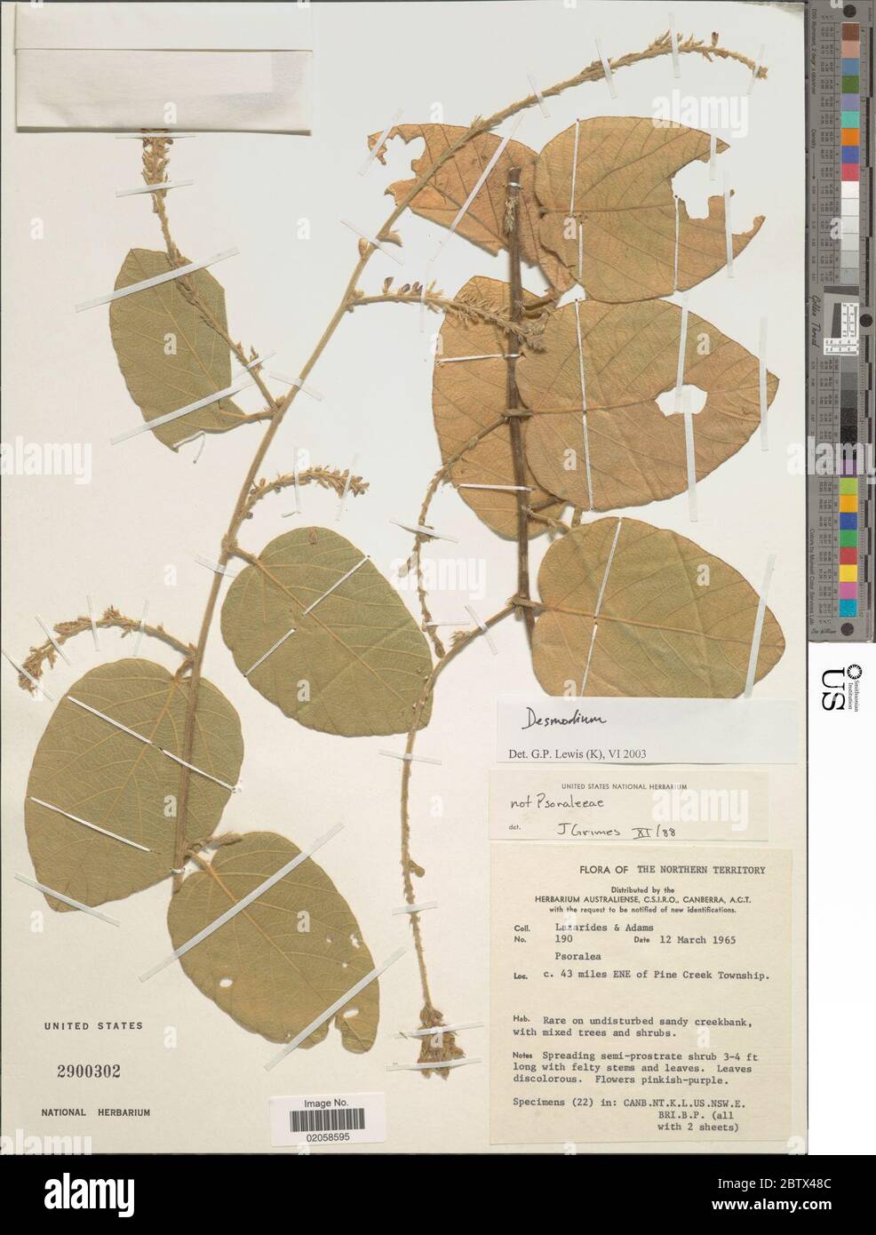 DESMODIUM sp. 29 Dec 20171 Foto Stock