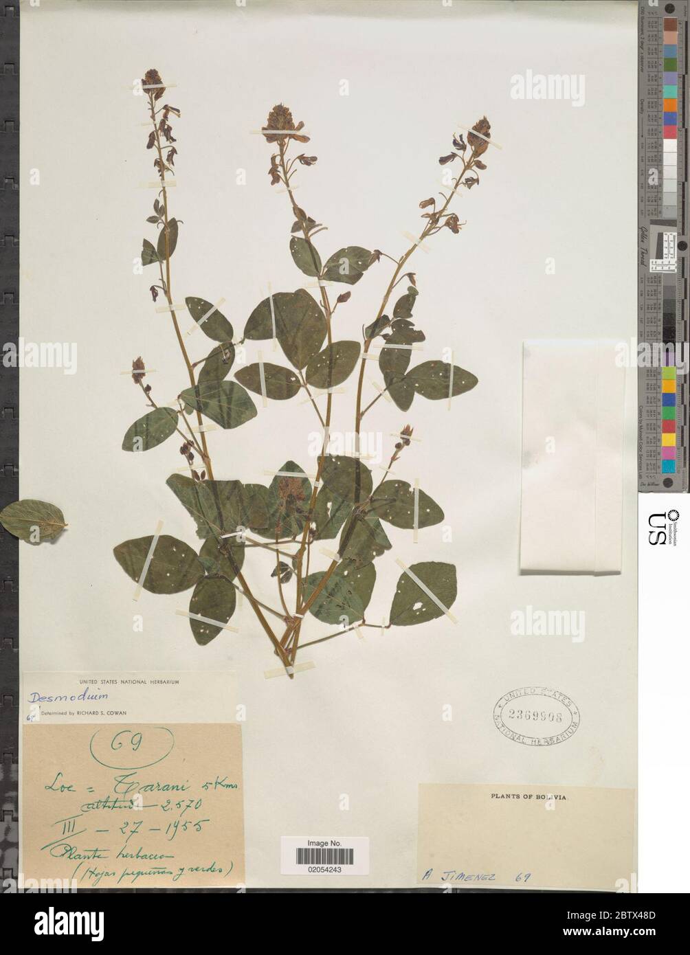 DESMODIUM sp. 29 Dec 20171 Foto Stock