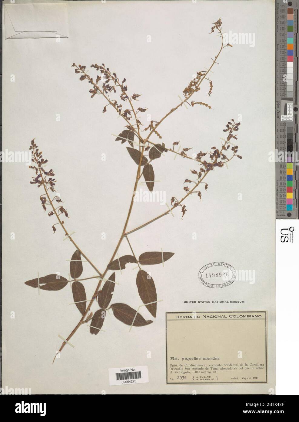 DESMODIUM sp. 30 Dec 20171 Foto Stock