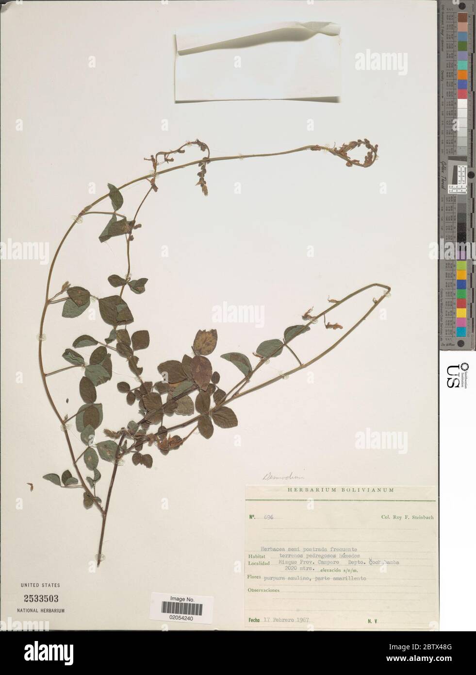 DESMODIUM sp. 11 Jan 20181 Foto Stock