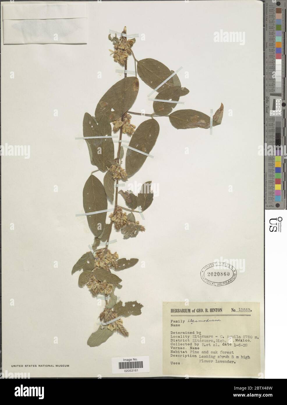 DESMODIUM sp. 3 Jan 20181 Foto Stock