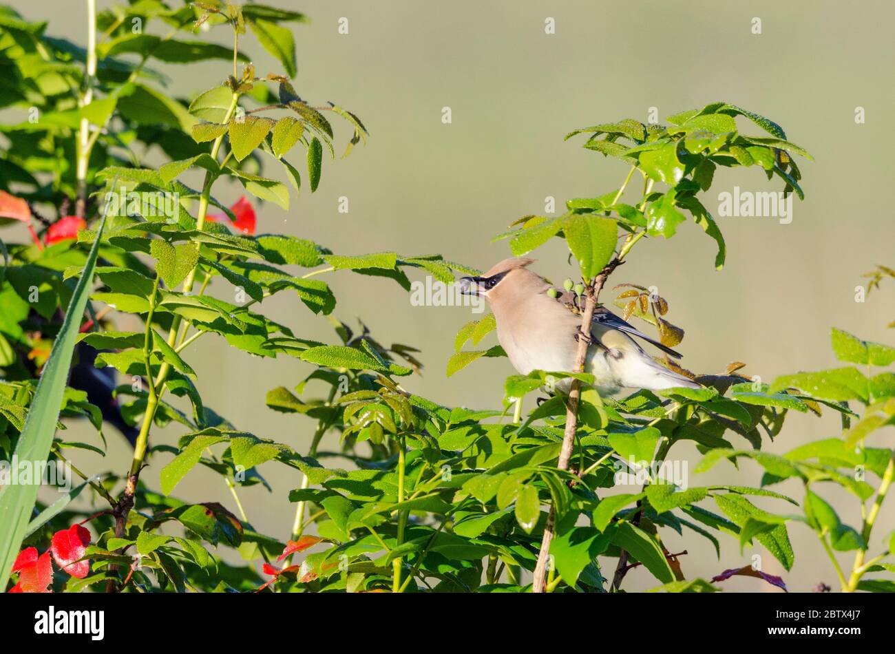 Un Cedar Waxwing mangia una bacca fuori di una pianta nel Marymoor Park a Redmond, Washington. Foto Stock