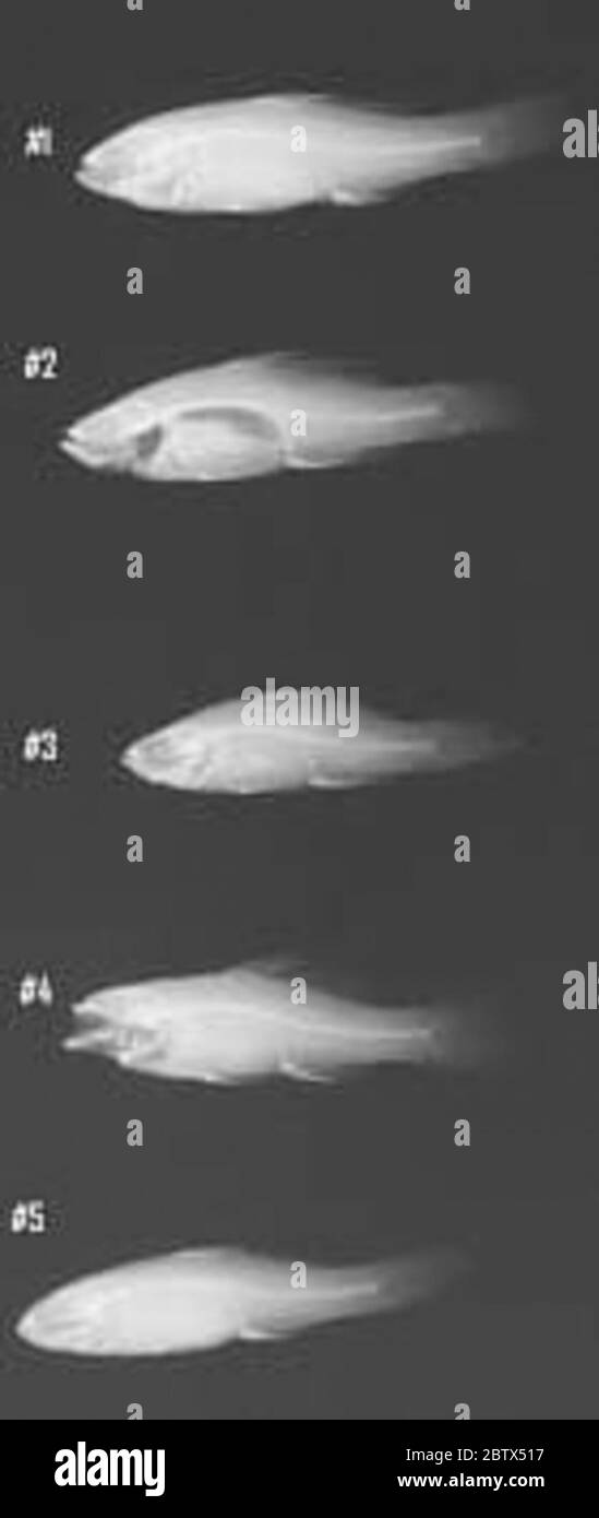 Elassoma zonatum. 005 di 40 campioni x-raised per V.G. Springer Jan/2007.7 Jun 201940 Foto Stock