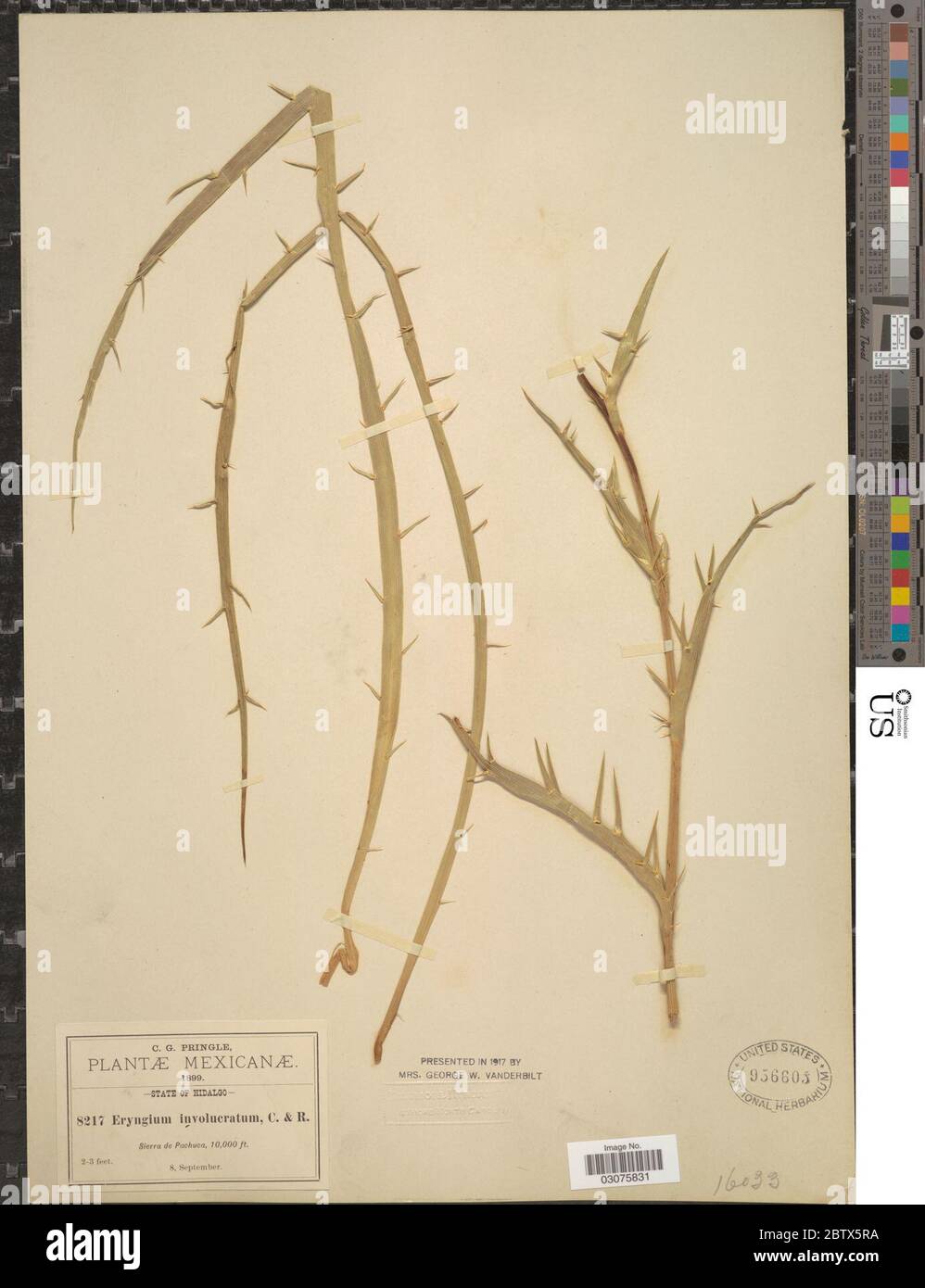 Eryngium monocephalum cavatum. 11 Jan 20191 Foto Stock