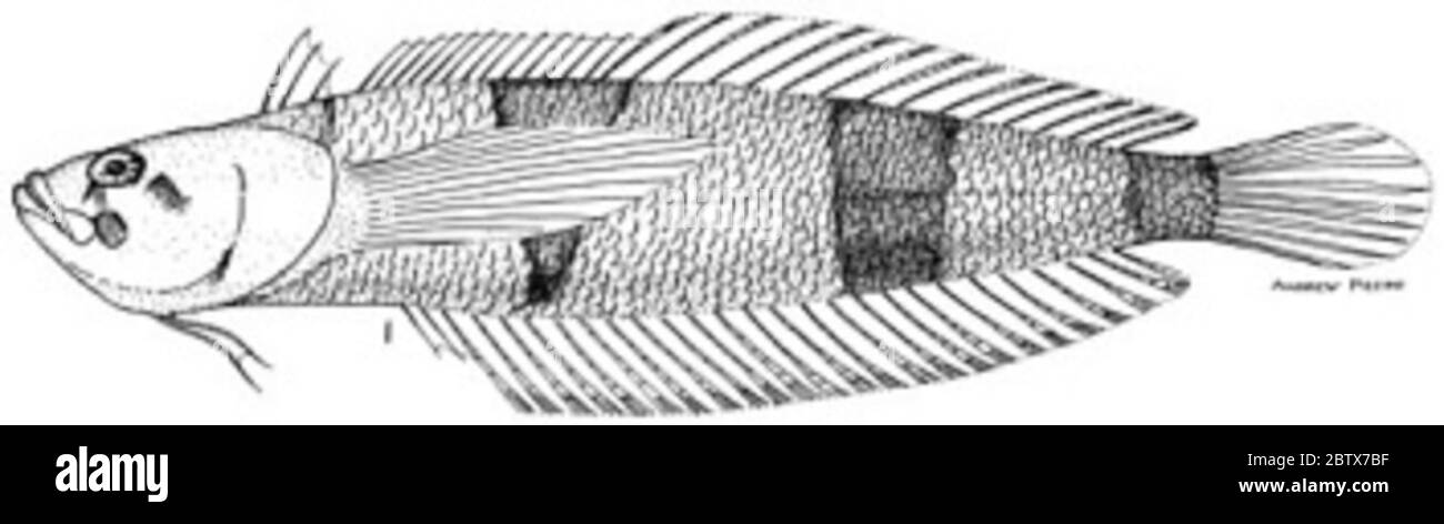 Gillellus rubbrocinctus Longley. Disegnato. 33.7 mm sl - per ulteriori informazioni, vedere smith. contributi alla zoologia, n. 576 (springer and orrell, 1996) «catalogo degli esemplari del tipo....e tripterygiidae», pag. 15.17 Nov 20151 Foto Stock