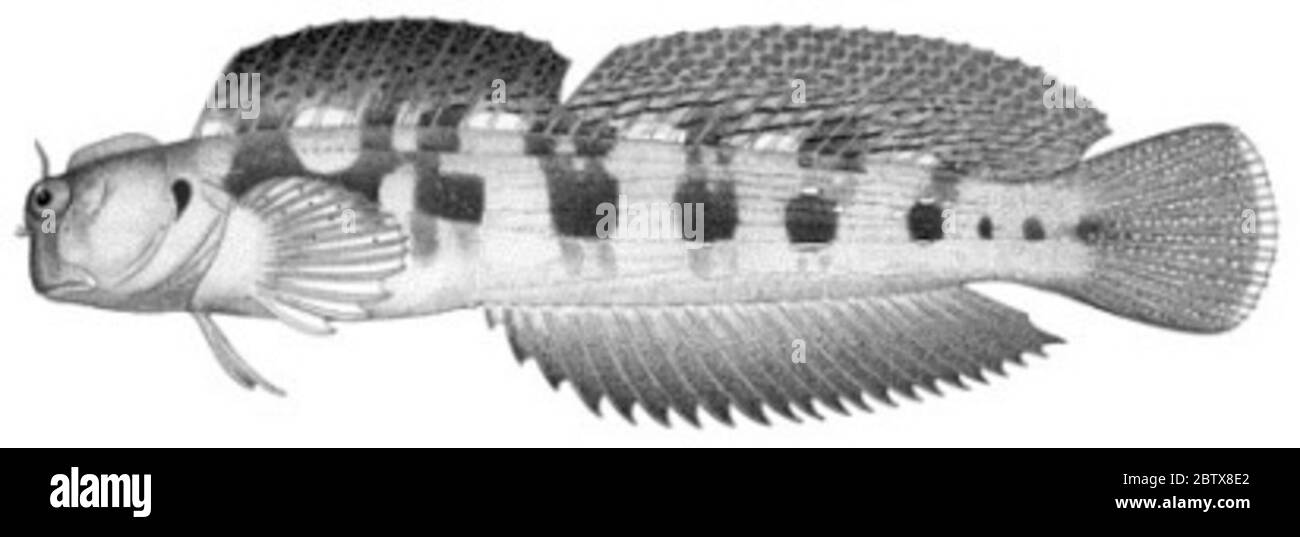 Alticus novemmaculosus Snyder. Maschio, 79.2 mm fil. 2 etichette di carta legate al campione sono lette come 'tipo' e 'drawn' .6 ottobre 20151 Foto Stock