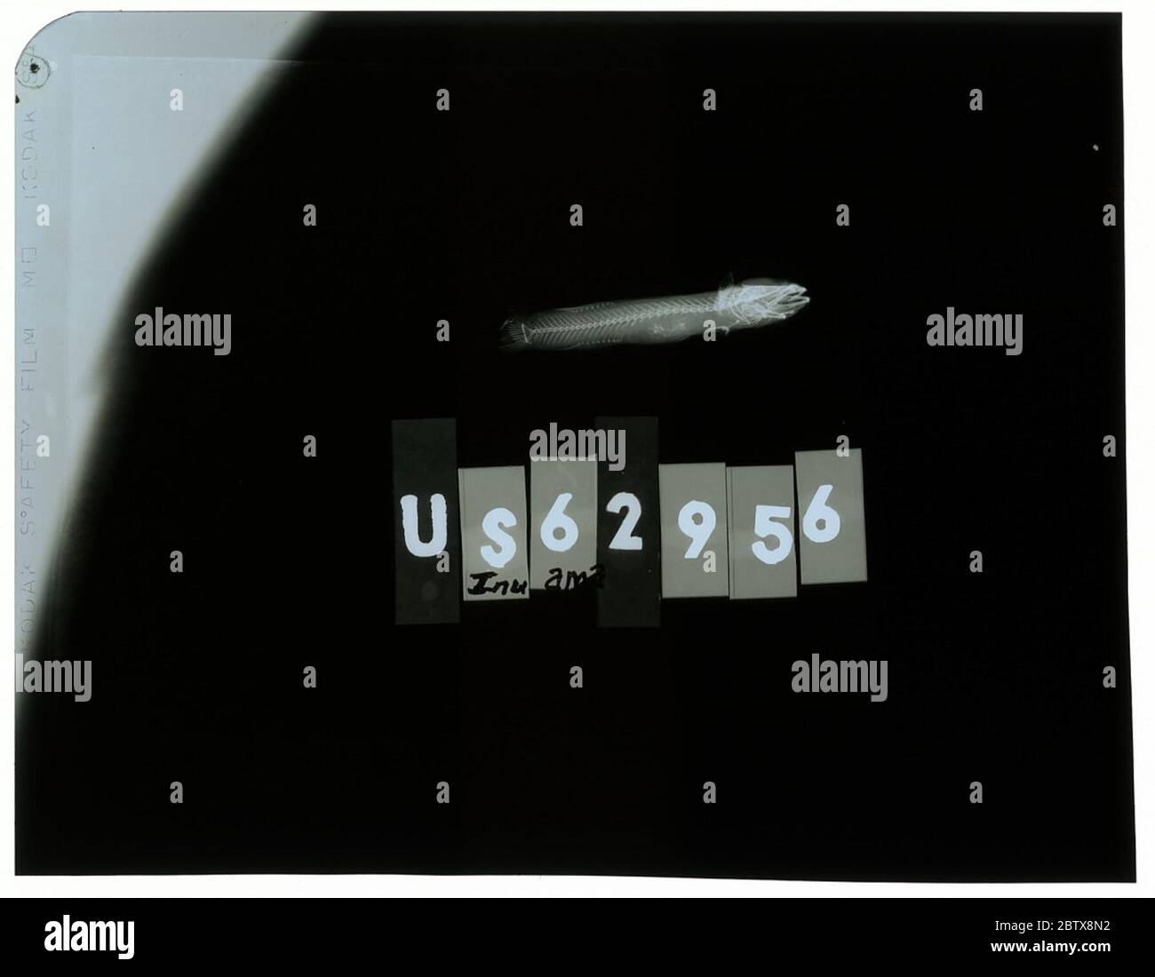 Inu ama. La radiografia è di un tipo; la divisione dei pesci Smithsonian NMNH utilizza la convenzione di mantenere il nome originale della specie per i campioni di tipo designati al momento della descrizione. Foto Stock