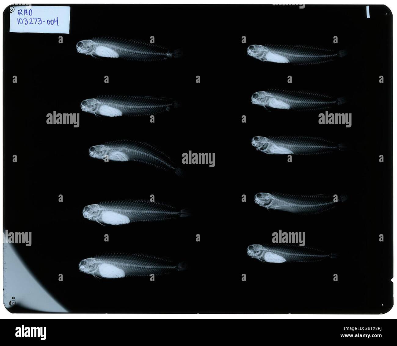 Istiblennius edentulus. 27 Mar 20205 Foto Stock