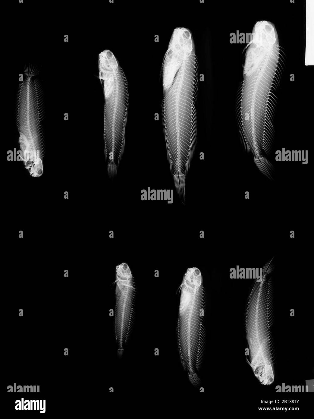 Istiblennius edentulus. Num. Orig 7694 e 02573 in jar. Raccolti 1902. Database e ledger hanno dichiarato 24 spm (giugno/1994) ma solo 22 in jar.21 Feb 201822 Foto Stock