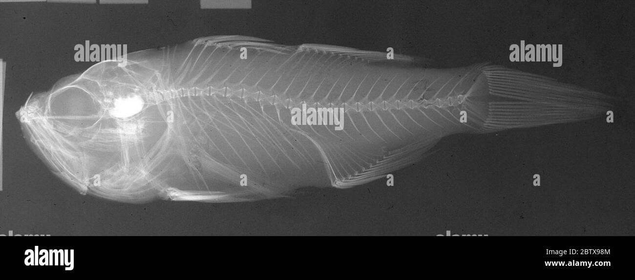 Linea Jaydia. 11 maggio 20181 Foto Stock