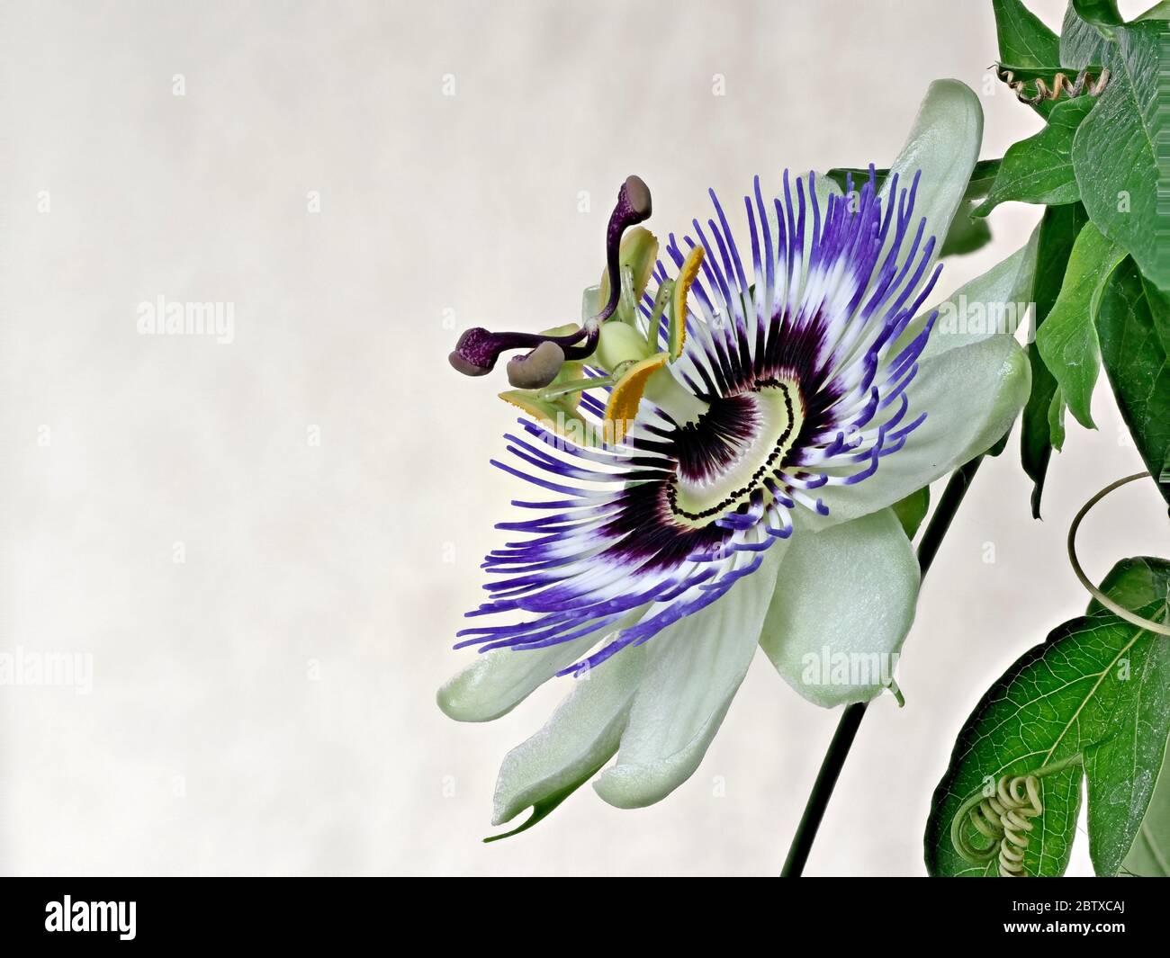Passionflower blu, Passiflora Caerulea, casa è l'Argentina settentrionale e il Brasile meridionale. Foto Stock