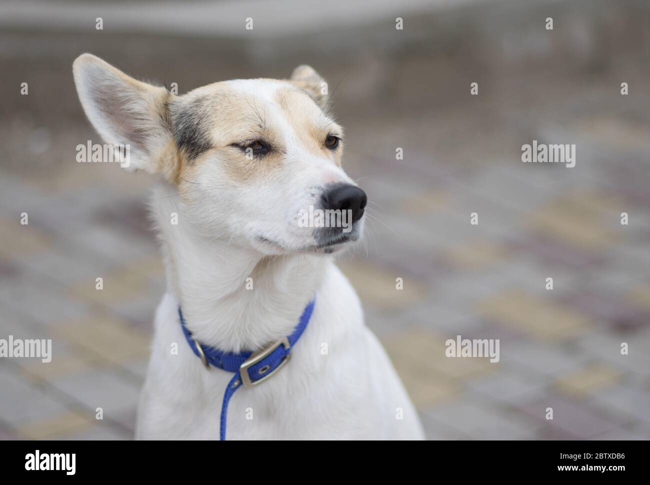 Ritratto di strada di orgoglioso cane di razza bianca con colletto blu Foto Stock