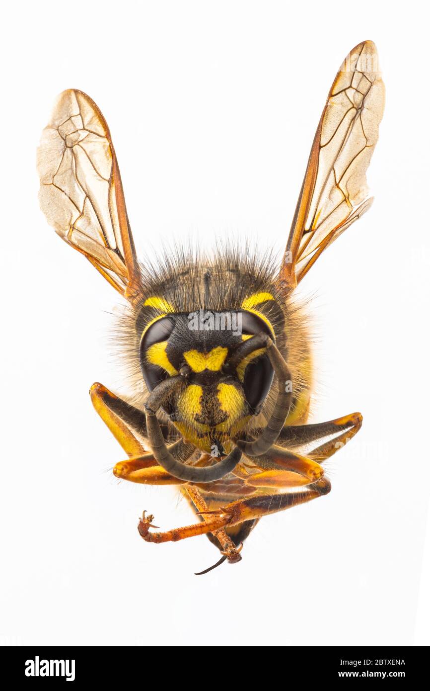 Un macro di una vespa Foto Stock