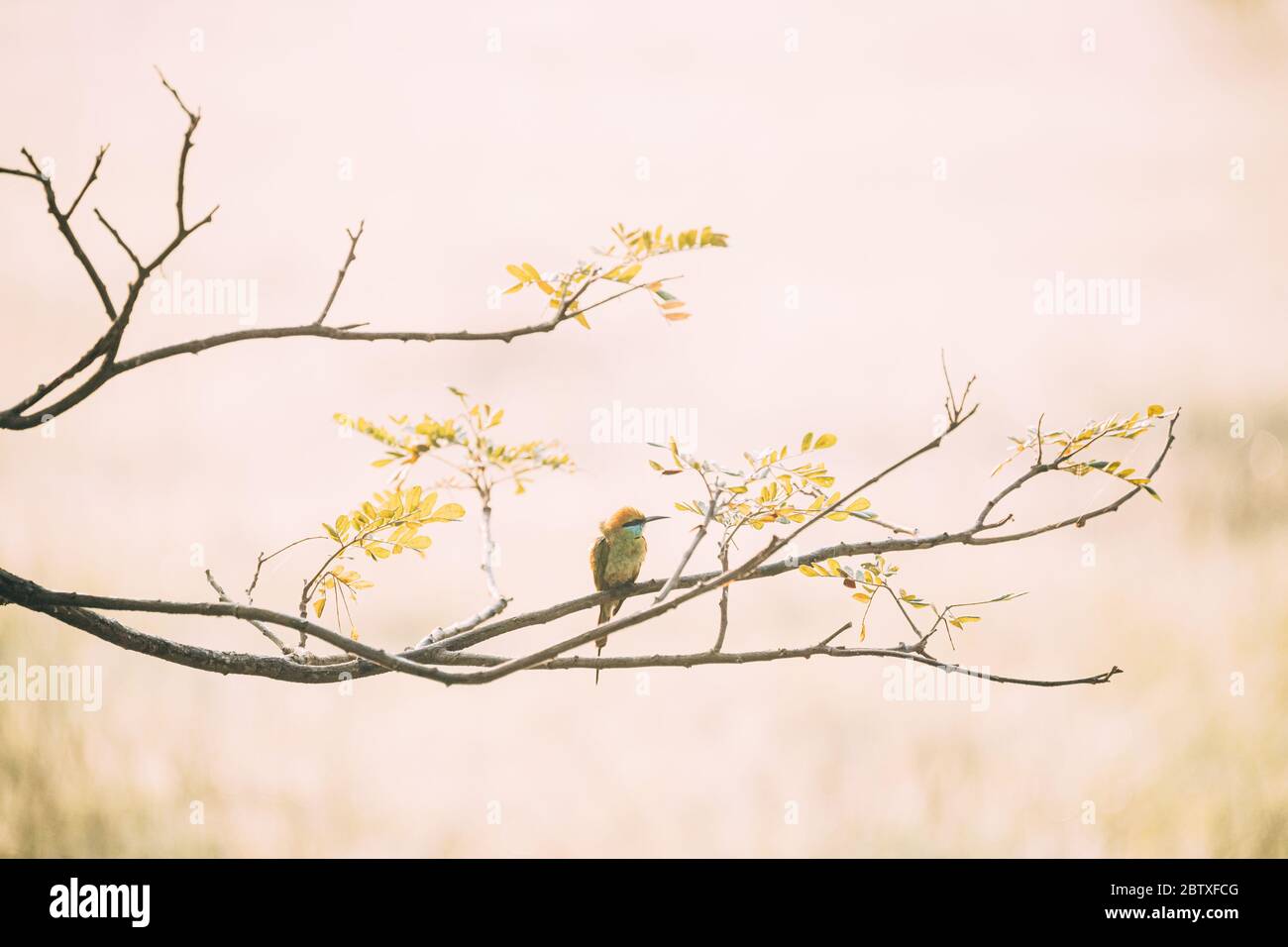 Goa, India. Uccello verde ape-eater seduta su ramo di albero su sfondo giallo Blerred. Foto Stock