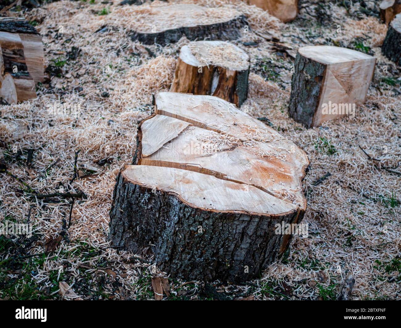 Parti di un tronco di albero segato, non smistato con un sacco di segatura. Foto Stock