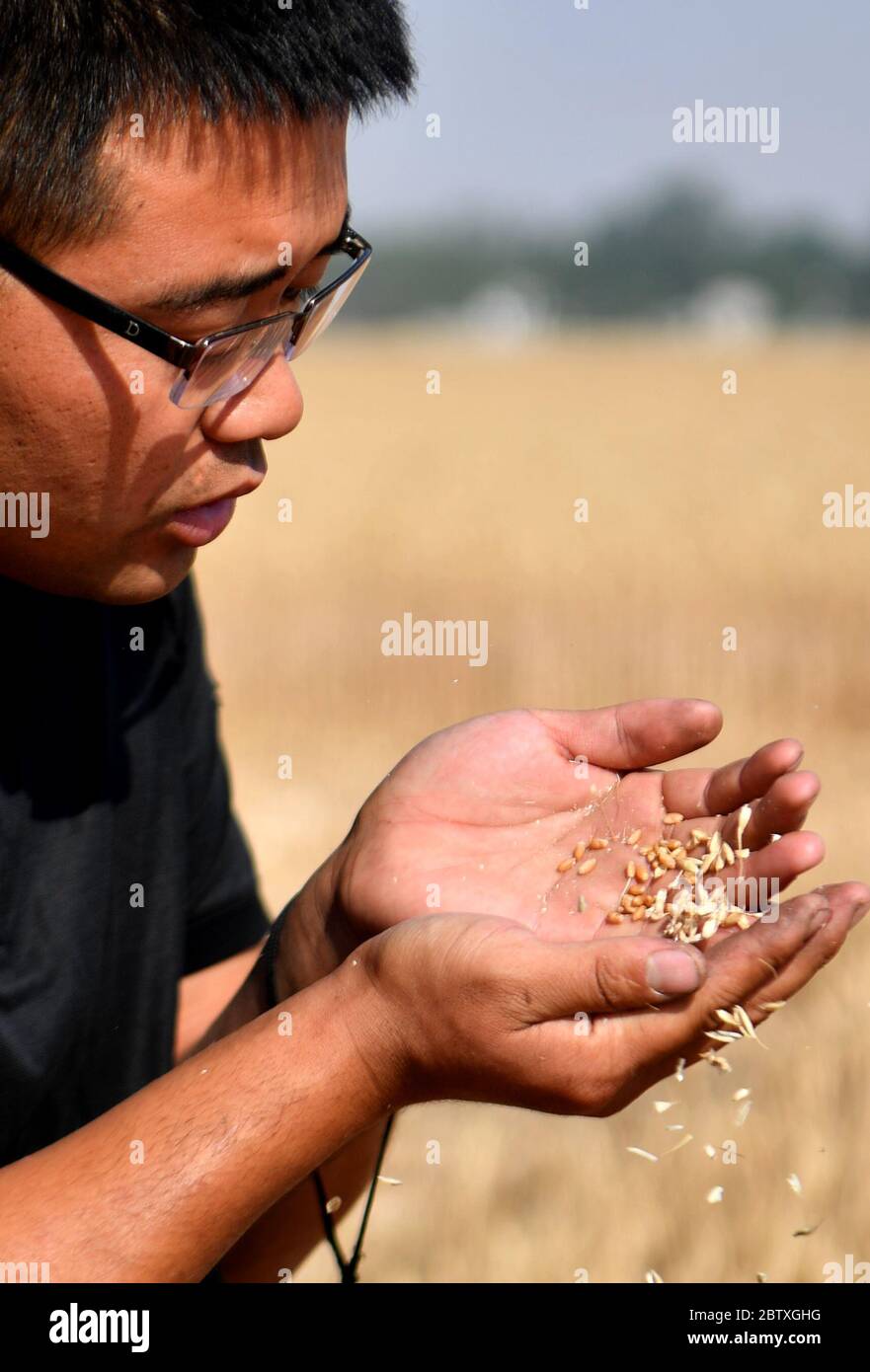 (200528) -- ZHOUKOU, 28 maggio 2020 (Xinhua) -- Wang Lianjie controlla i grani di grano nel villaggio di Qianyuwa della contea di Dancheng, provincia centrale di Henan, 27 maggio 2020. Wang Lianjie, 31 anni, lavora come esperto di macchine agricole. Wang ha avuto la possibilità di condurre lavori di macchine agricole in tutto il paese da molto giovane, perché suo padre ha lavorato anche come macchinista agricolo. Ispirato dal padre, Wang ha deciso di tornare alla sua città natale e di creare la propria cooperativa di macchine agricole nel 2015. Quando Wang per la prima volta si è messo in campo Foto Stock