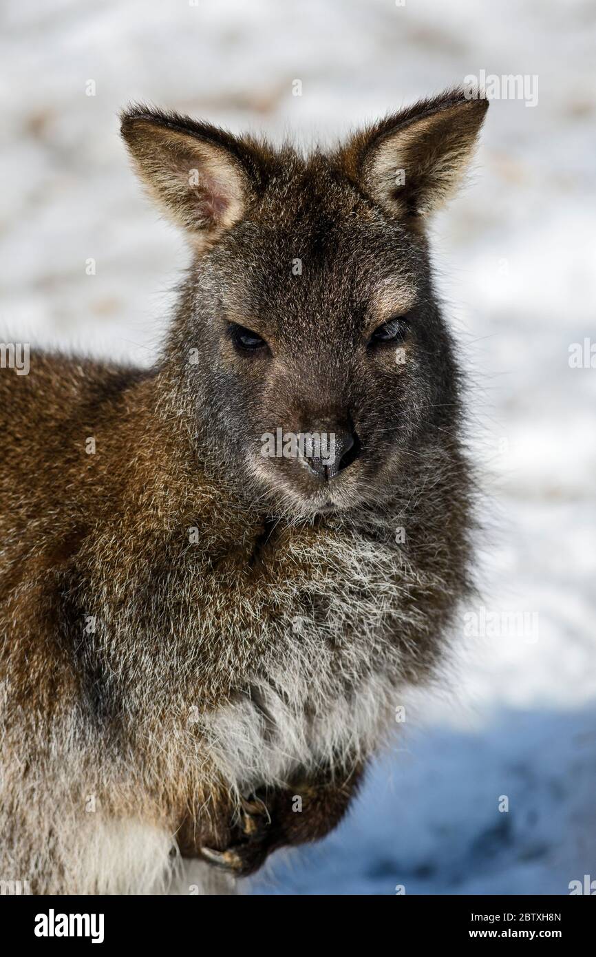 Wallaby a collo rosso - Macropus rufogriseus, mammifero popolare da cespugli australiani e savane. Foto Stock