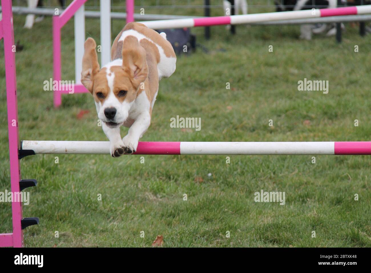 Un cane marrone e bianco che salta su un corso di agilità. Foto Stock