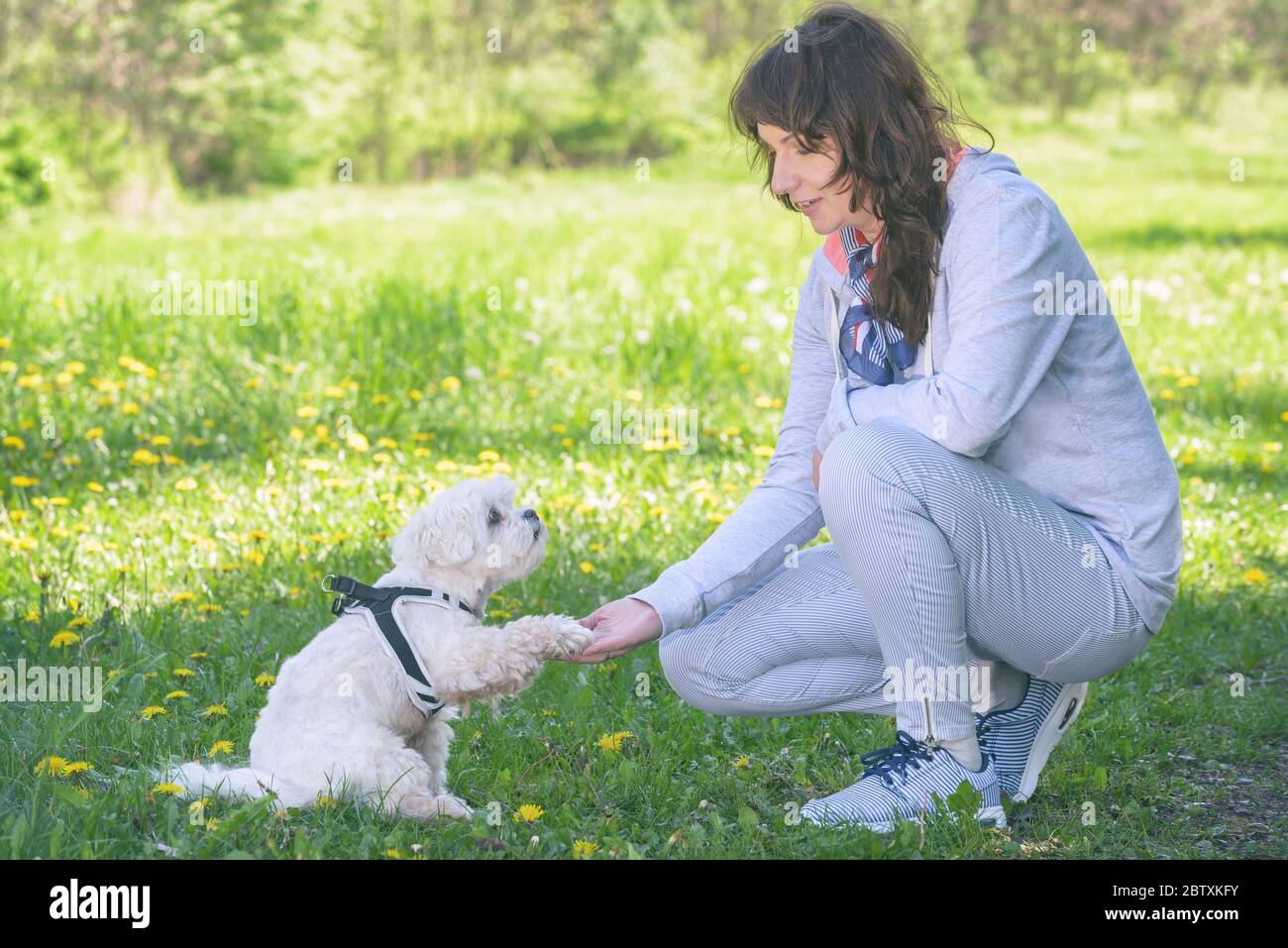 Donna allena il suo cane maltese bianco nel parco Foto Stock