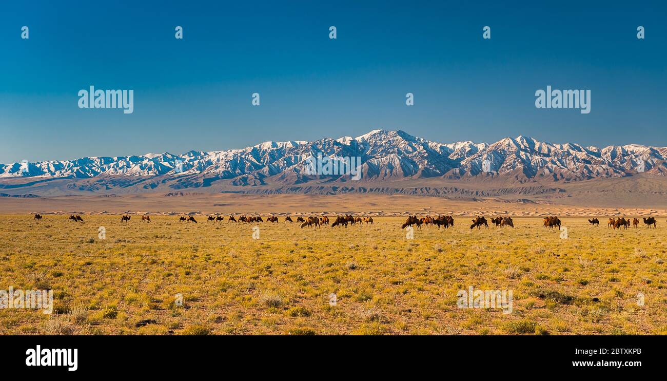 Mandria di cammelli, cammelli baccriani (Camelus bactrianus) nella steppa di fronte alla catena montuosa innevata, provincia di Bayankhongor, Mongolia Foto Stock