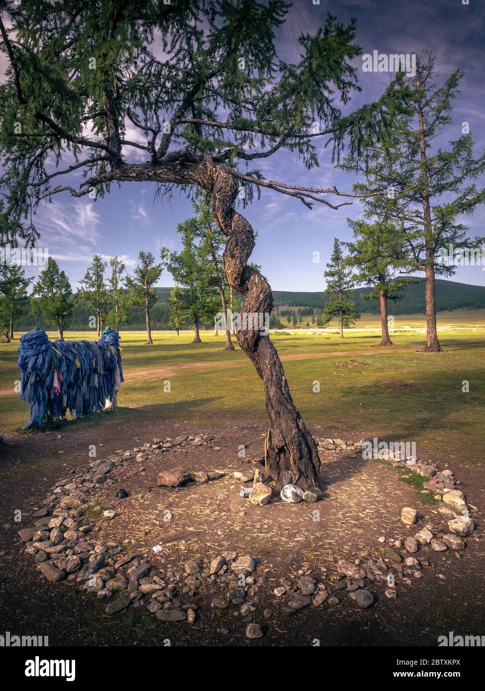 Larice siberiano (Larix sibirica) con tronco di alberi tortuosi a serpentina, albero venerato, provincia di Huvsgul, Mongolia Foto Stock
