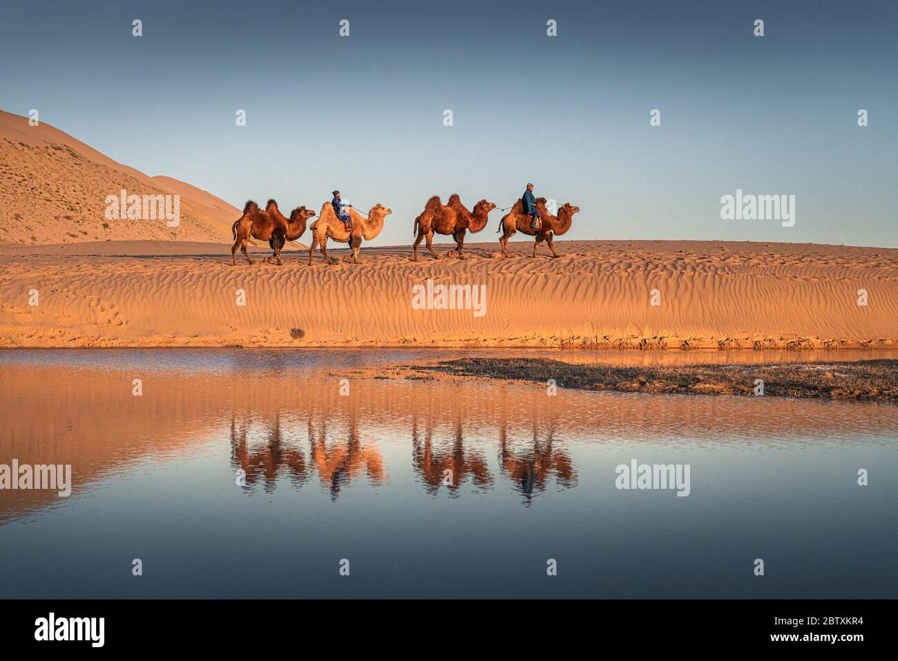 Caravan, nomadi cavalcano i cammelli di Bactrio (Camelus bactrianus) attraverso il deserto di Gobi, riflesso in acqua, Oemnoe-Gobi-Aimag, Mongolia Foto Stock