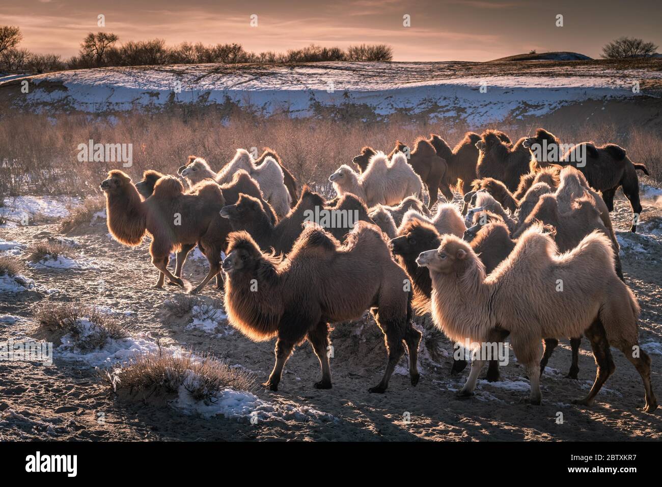 Mandria di cammelli, cammelli baccriani (Camelus bactrianus) corrono in inverno nel deserto di Gobi, Oemnoe-Gobi-Aimag, Mongolia Foto Stock