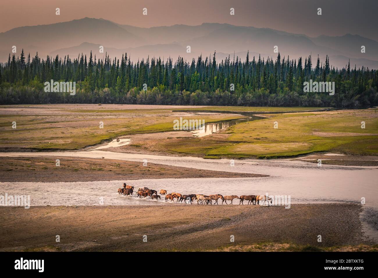 Mandria di cavalli attraversa il fiume Tes, dietro abeti siberiani (Abies sibirica) di fronte alla catena montuosa, provincia di Uvs, Mongolia Foto Stock