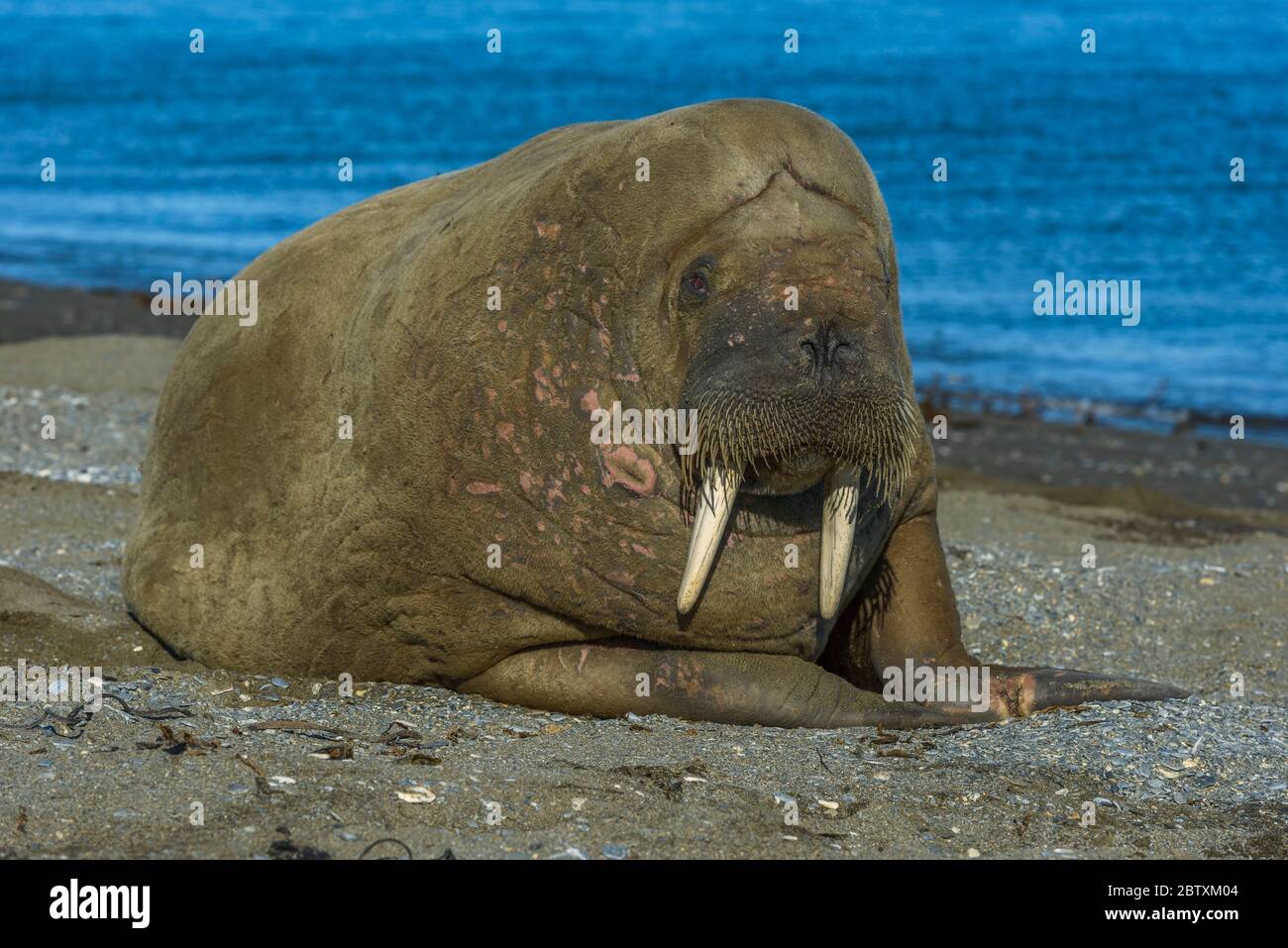 Walrus (Odobenus rosmarus), Svalbard, Artico, Norvegia, Svalbard, Artico, Norvegia Foto Stock