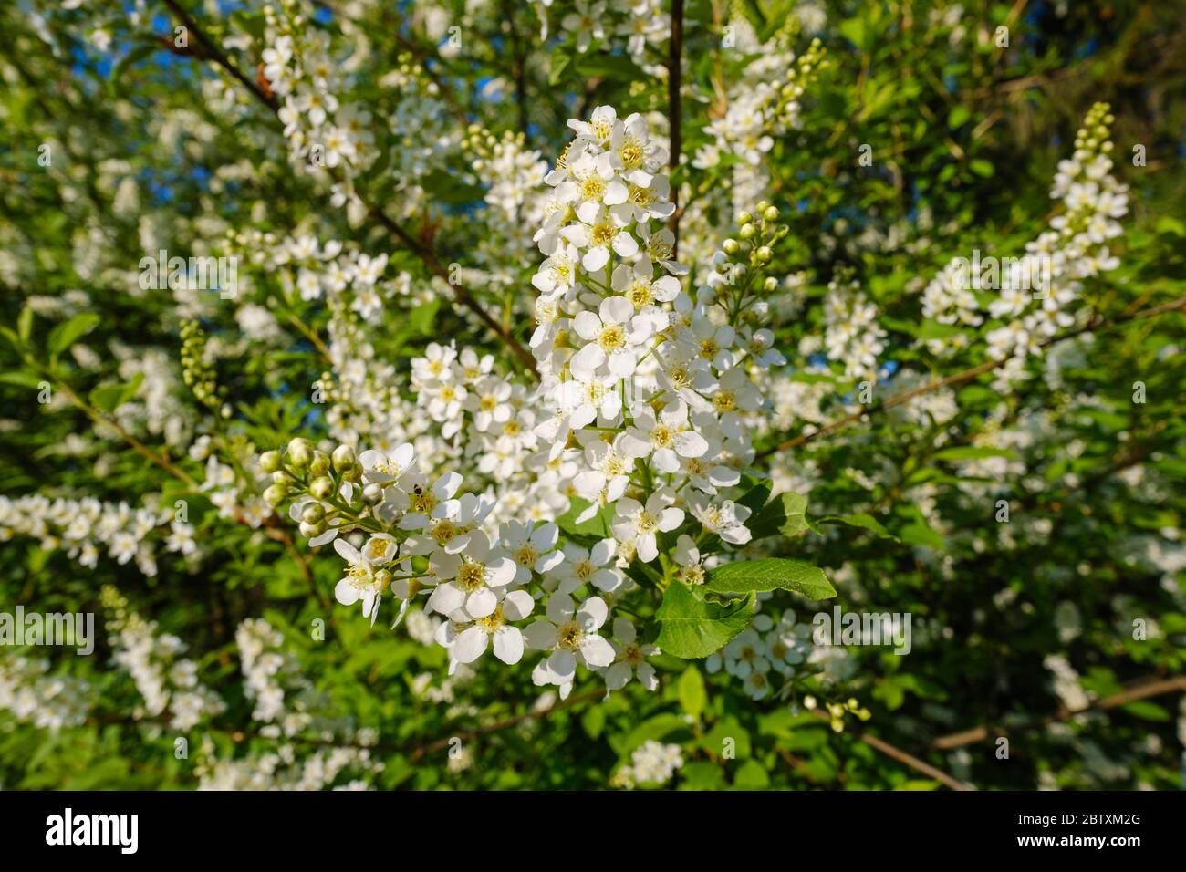 Ciliegio europeo (Prunus padus), fiori in filiale, Baviera, Germania Foto Stock