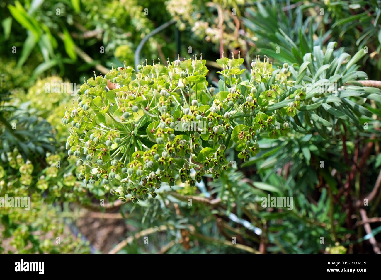 Euphorbia characias 'Black Pearl' Foto Stock