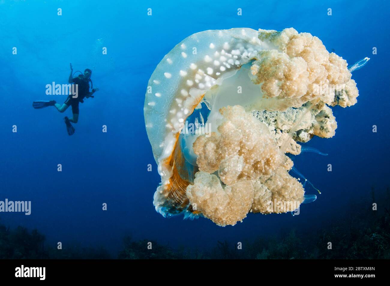Pesce di gelsoma macchiato australiano (Phyllorhiza punctata) e subacqueo, Queen National Marine Park, Cuba Foto Stock