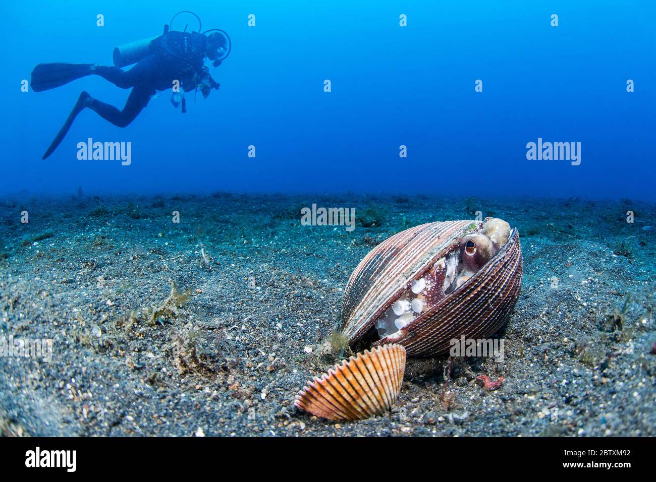 Il Cocco polpo (Octopus marginatus) accolti nei gusci vuoti, Lembeh strait, Indonesia Foto Stock