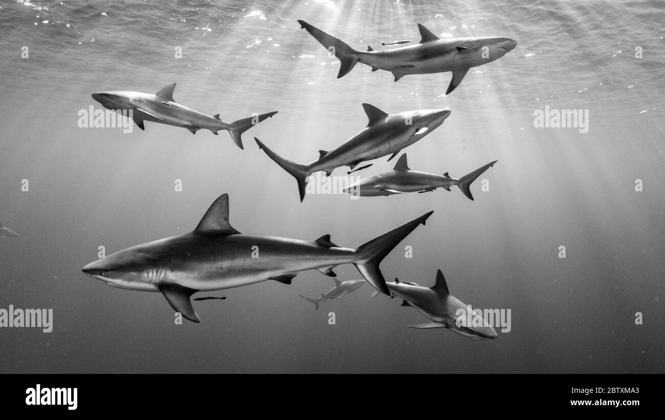 Squali della barriera corallina caraibica (Carcharhinus perezii), Scuola di pesca, Jardines de la Reina, Cuba Foto Stock