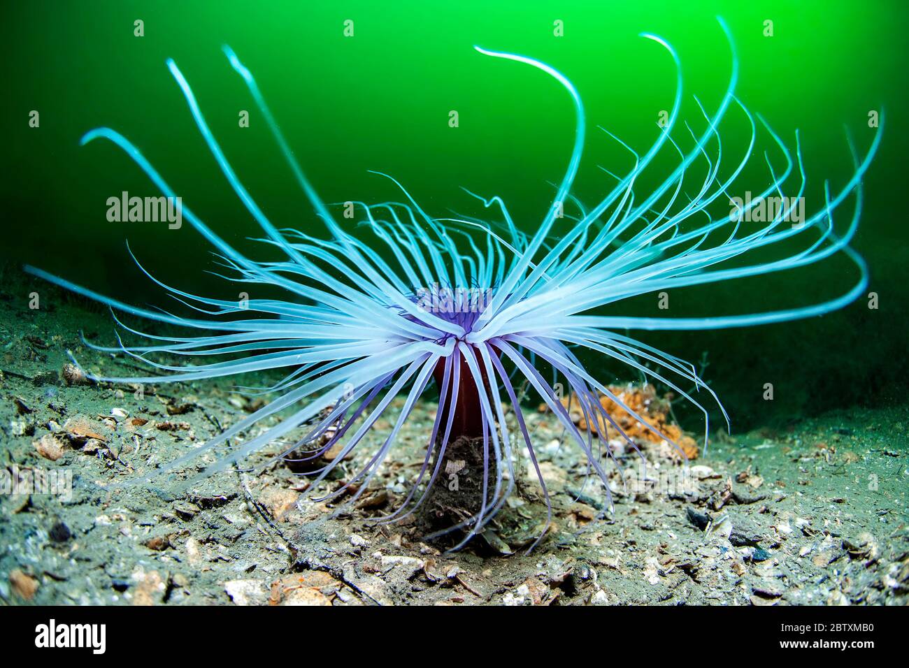 Rosa cilindro colorato (Cerianthus membranaceus) nella laguna di Thau, Balaruc, Herault, Occitania, Francia Foto Stock