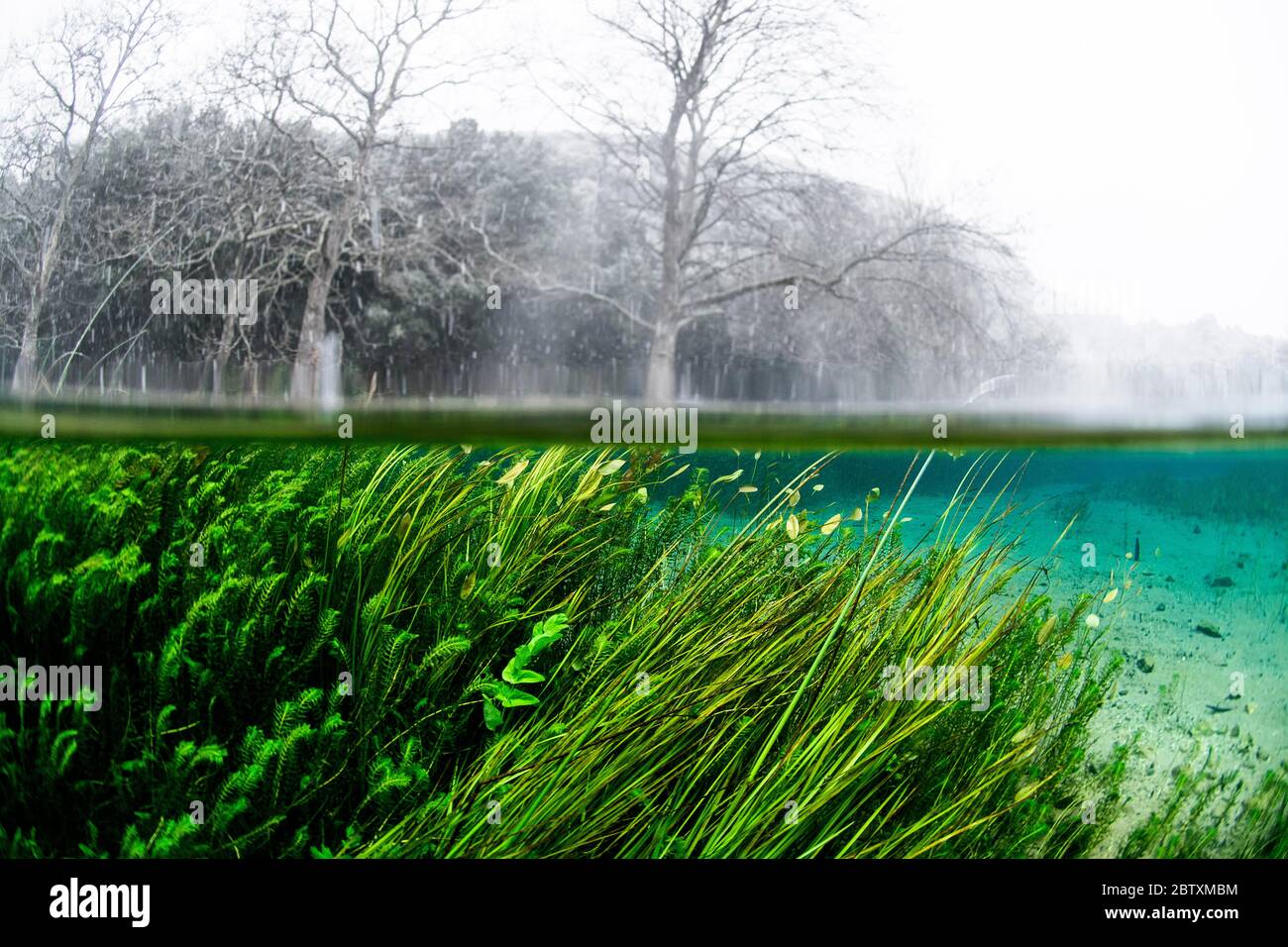 Foto subacquea, vegetazione subacquea in inverno con neve, fonte di Bueges, Occitania, Francia Foto Stock
