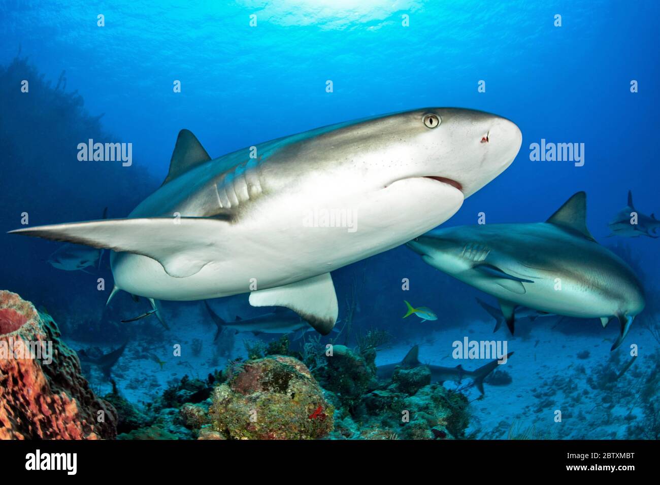 Caribbean Reef Sharks (Carcharhinus perezi), Queen National Marine Park, Cuba Foto Stock