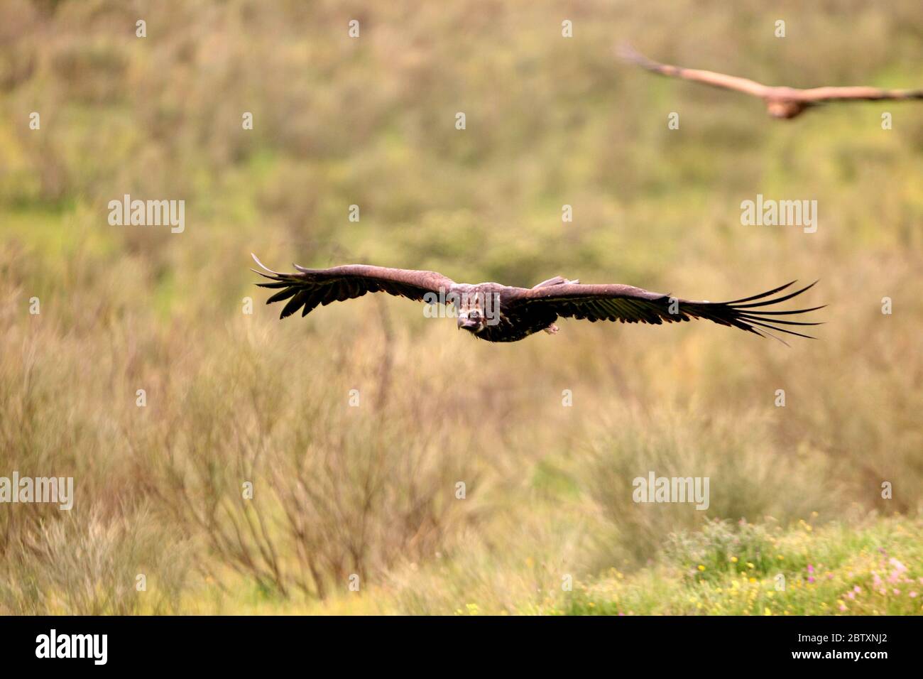 Avvoltoio nero con la prima luce del mattino, Egypio monachus Foto Stock