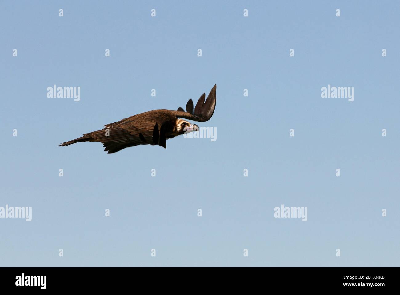 Avvoltoio nero con la prima luce del mattino, Egypio monachus Foto Stock