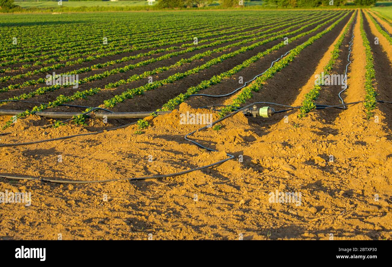 Campo di patate nello Yorkshire. File di patate piantate durante una lunga estate secca con sistema di irrigazione acqua che corre tra le trincee. Orizzontale. Foto Stock