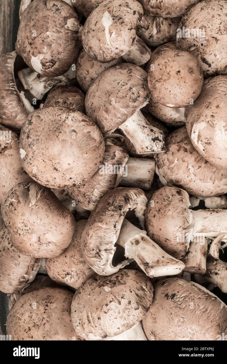 primo piano di funghi crudi commestibili coltivati come sfondo Foto Stock