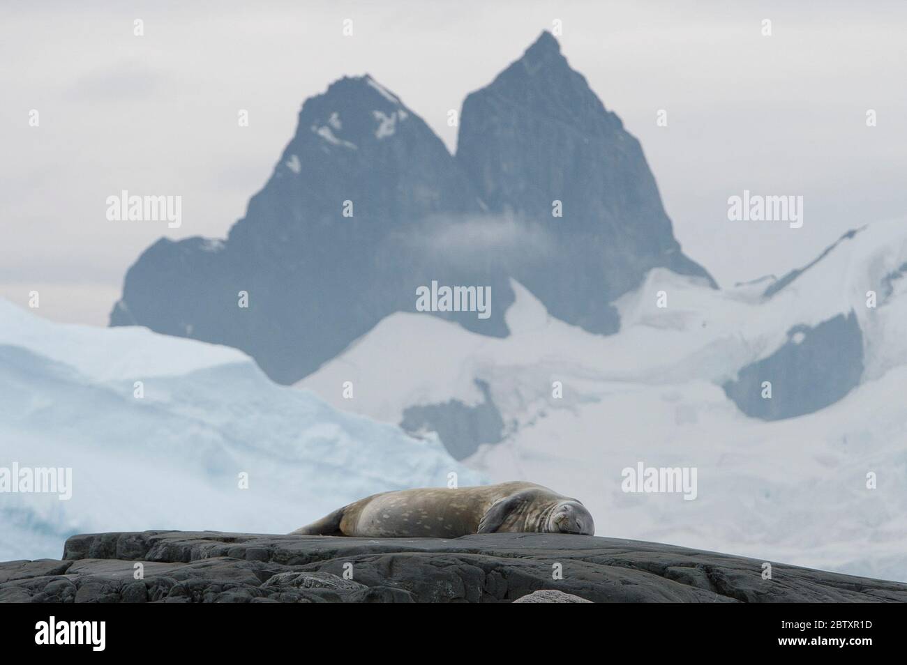 Crabbeater Seal sulle rocce, Danco Island Antartide Foto Stock