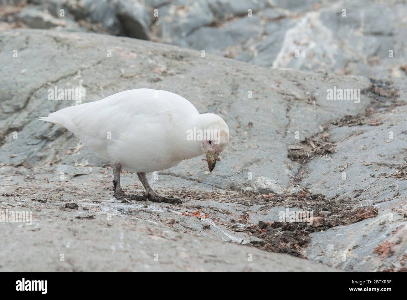 Snowy Sheathbill, Chionis albus, sulla spiaggia di Gold Harbour, isola della georgia meridionale, Antartide. Foto Stock