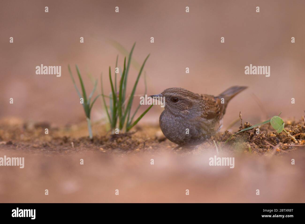 L'accentore alpino (Prunella collaris) è un piccolo uccello della famiglia Prunellidae. Fotografato alla riserva naturale di Ein Afek, Israele Foto Stock