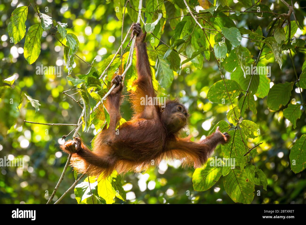 Un orangutan bambino appeso fuori i rami in un albero, al fiume Kinabatangan, Sabah, Borneo, Malesia. Foto Stock