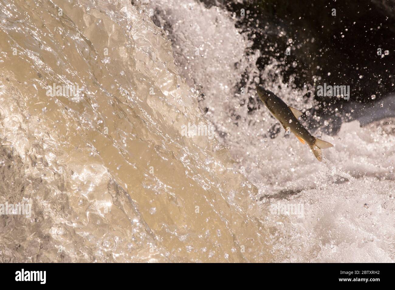La capoeta damascina, la Levantina o barbetta mesopotamiana, è una specie di pesce ciprino della regione del Vicino Oriente. È riferito da Iraq, Israele, Jord Foto Stock