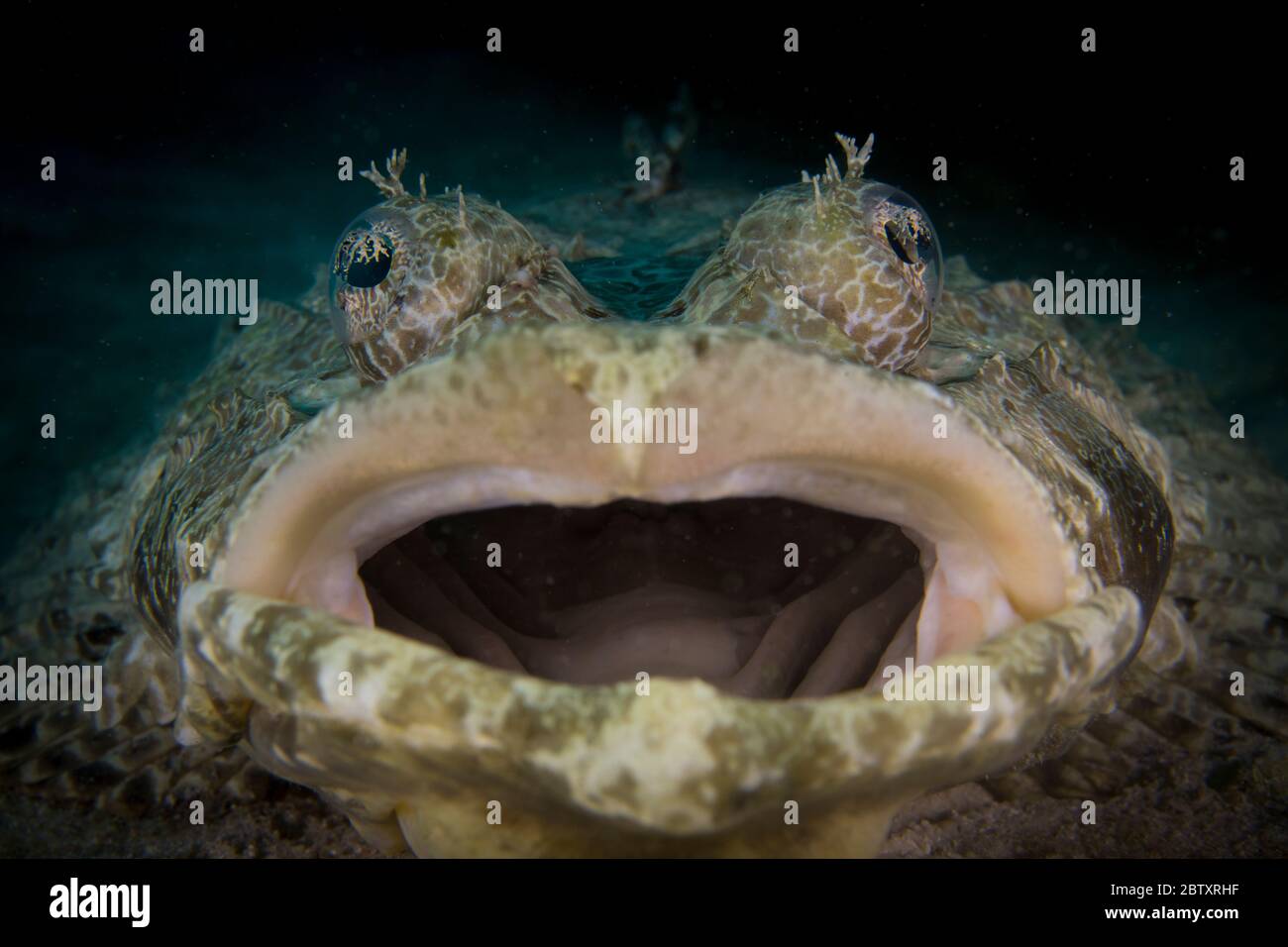 Gli occhi e la bocca aperta di un coccodrillo sbadigliante che riposa sui fondali dell'isola di Mabul, Sabah, Borneo, Malesia. Foto Stock