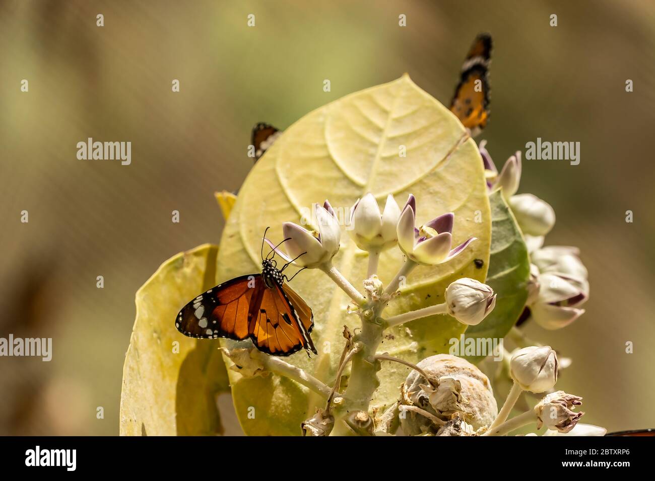 Tigre pianura (Danaus chrysippus) AKA African Monarch Butterfly su una Apple di Sodoma (Calotropis procera) pianta fotografata in Israele, nel mese di luglio Foto Stock